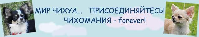 Мир Чихуа.... Присоединяйтесь!